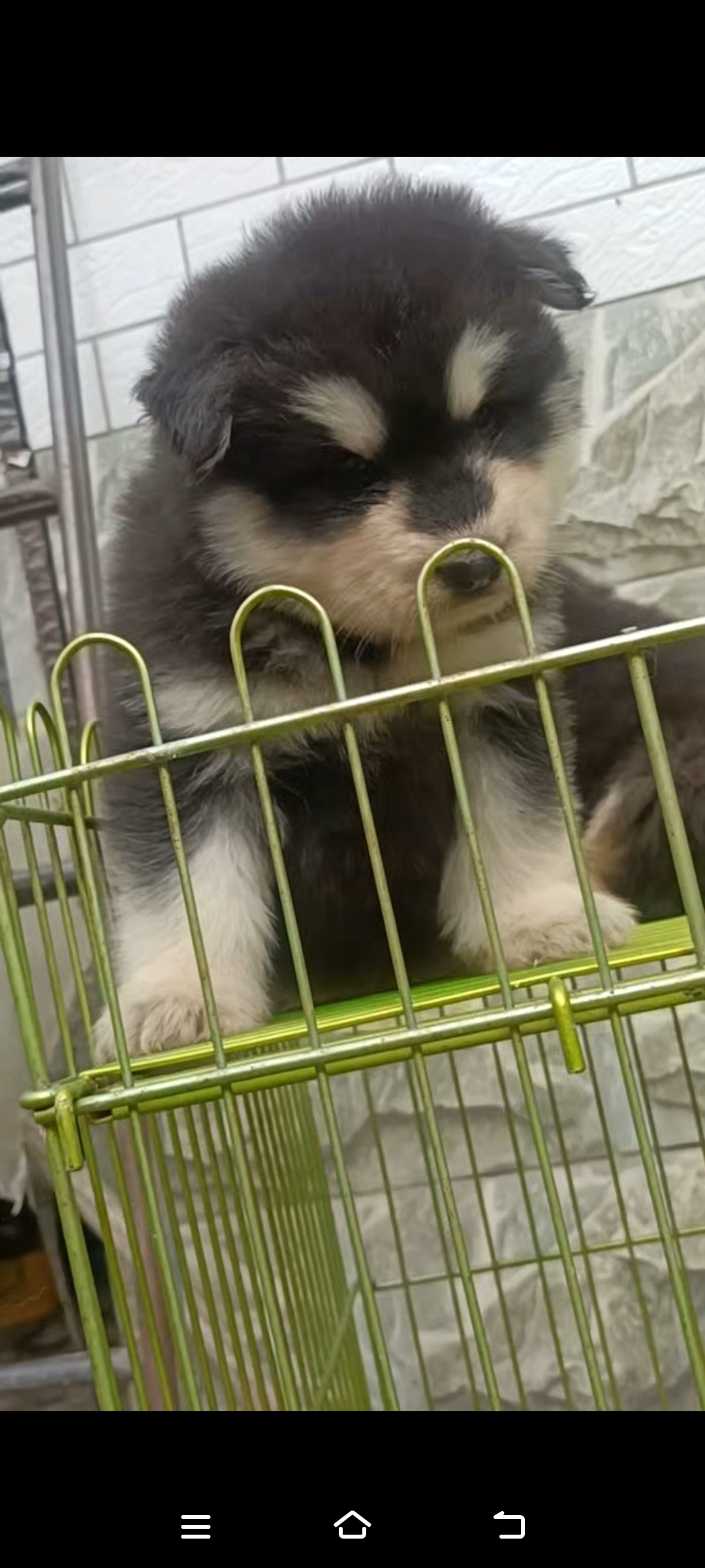 出售自家繁殖的熊版黑十字阿拉斯加幼犬两公两母标价就是卖价